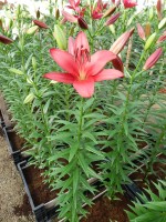 [5080 Atacama No02.JPG]